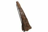 Fossil Triceratops Brow Horn - Montana #206508-7